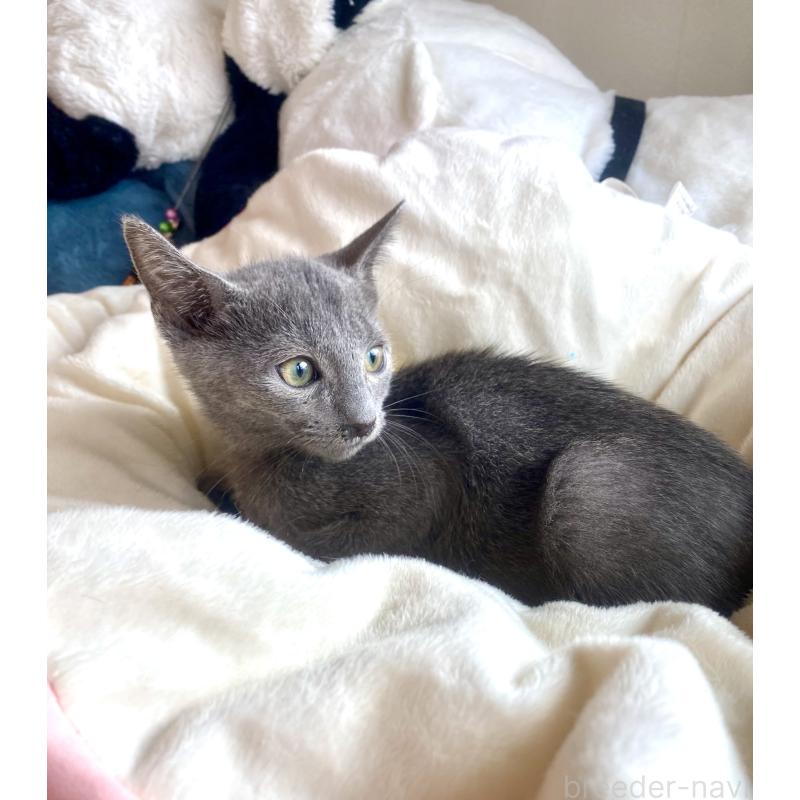 販売中の東京都のロシアンブルー-124534の38枚目