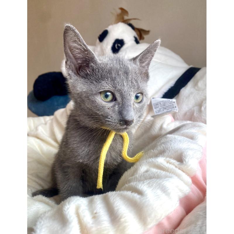 販売中の東京都のロシアンブルー-124534の37枚目