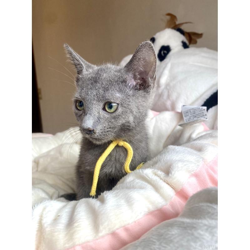 販売中の東京都のロシアンブルー-124534の35枚目