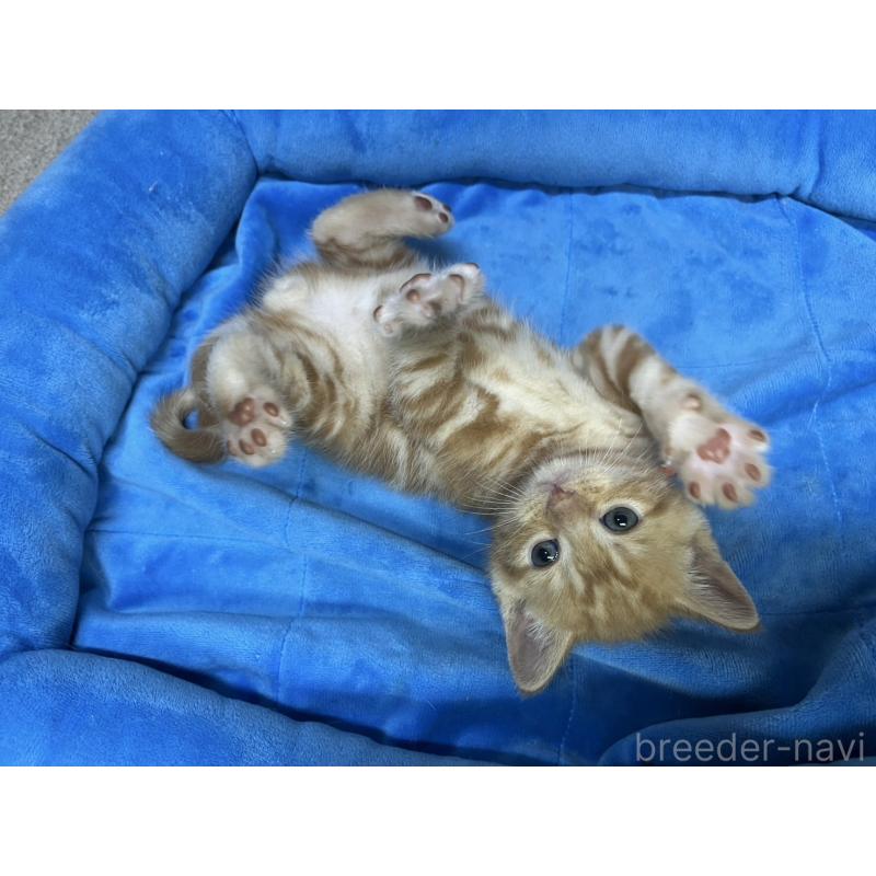 販売中の東京都のアメリカンショートヘア-127864の10枚目