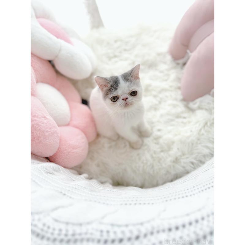 販売中の京都府のエキゾチックショートヘア-126378の10枚目