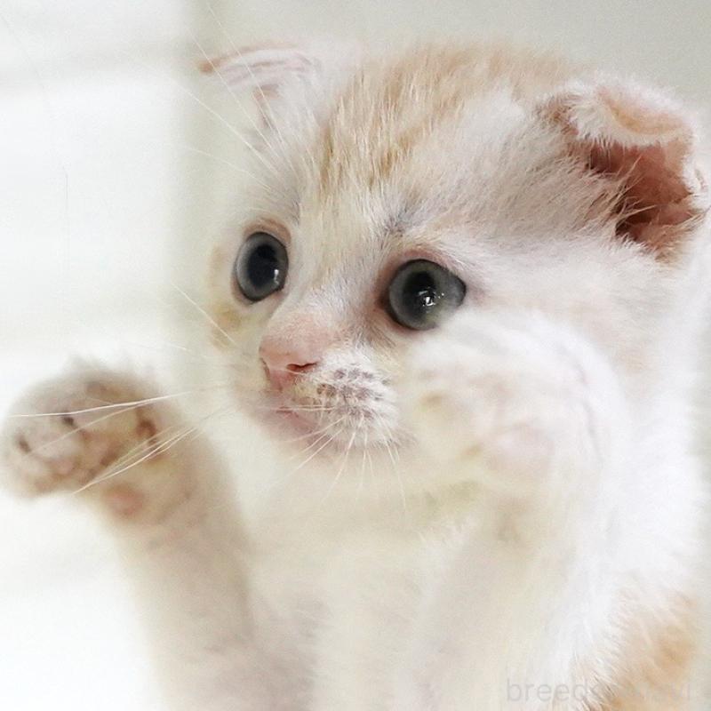 成約済の愛知県のスコティッシュフォールド-126971の1枚目