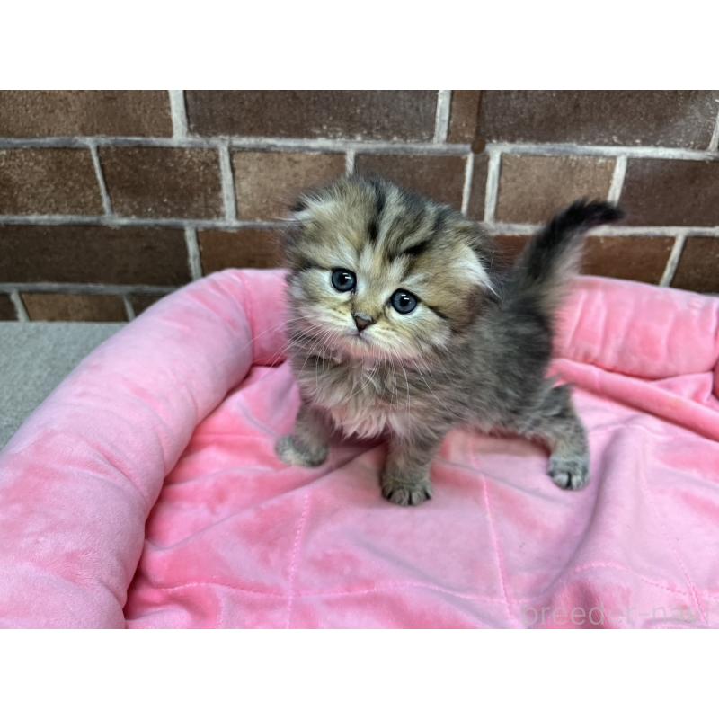 販売中の東京都のスコティッシュフォールド(折れ耳)-127865の6枚目