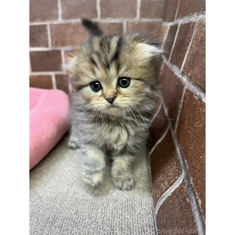 販売中の東京都のスコティッシュフォールド(折れ耳)-127865の4枚目