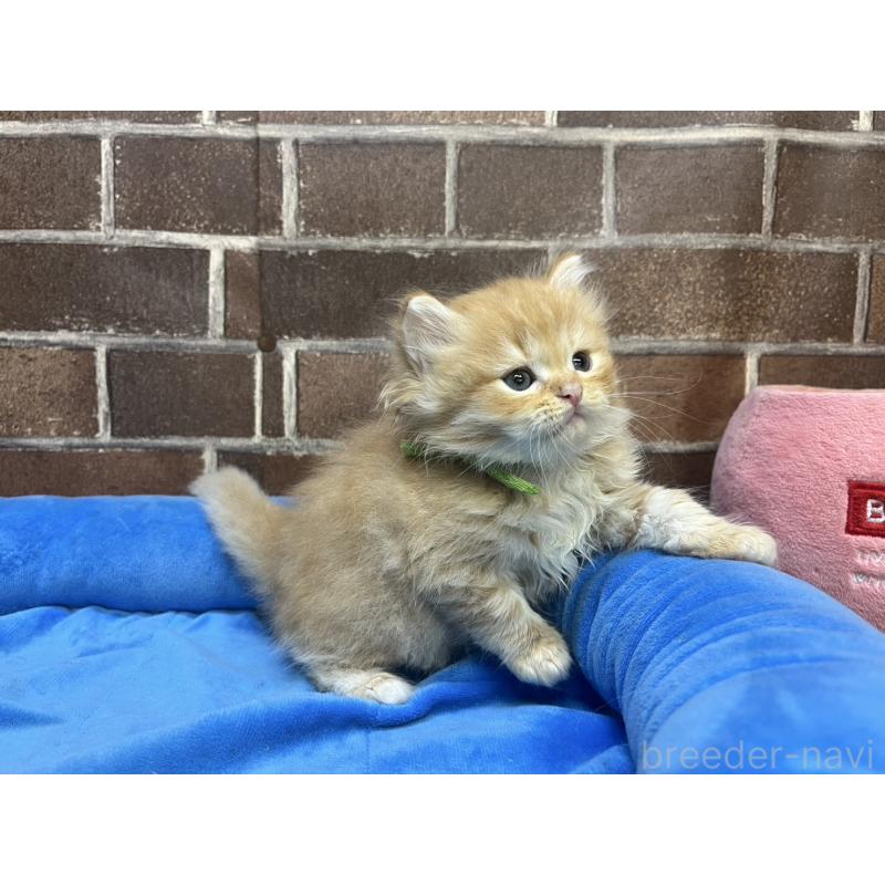 販売中の東京都のスコティッシュフォールド-127866の13枚目