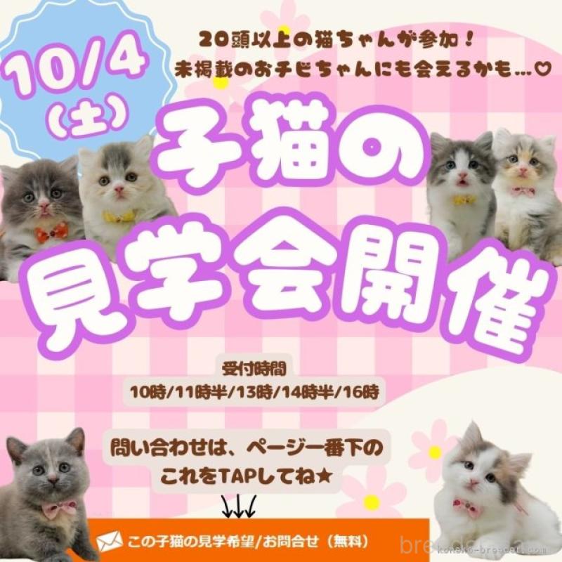 販売中の神奈川県のラガマフィン-128004の20枚目