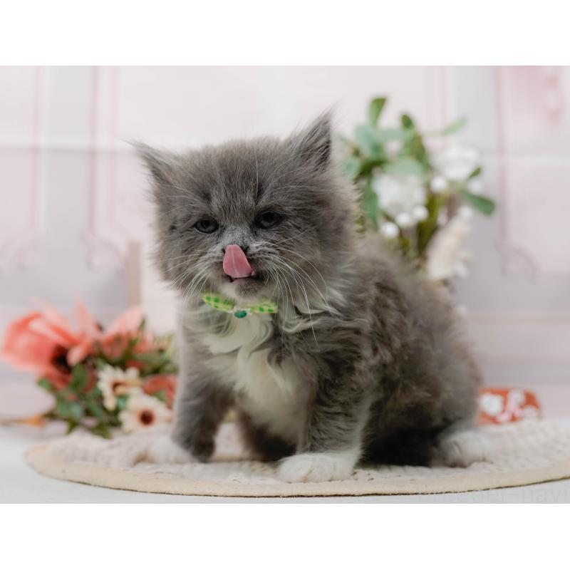 販売中の神奈川県のラガマフィン-128018の4枚目