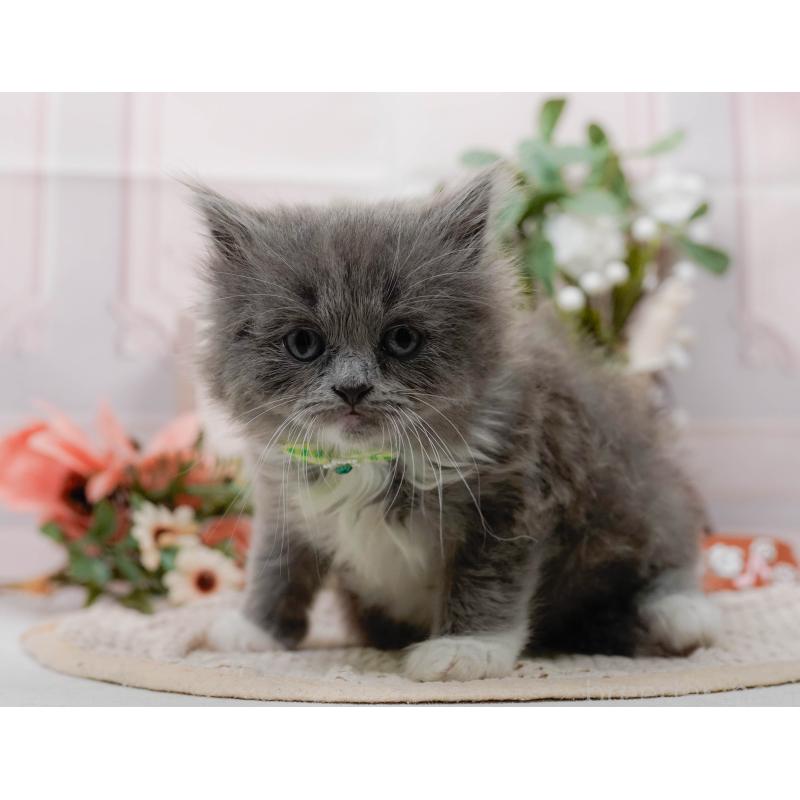 販売中の神奈川県のラガマフィン-128018の3枚目