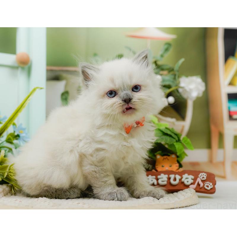 販売中の神奈川県のラガマフィン-128019の5枚目