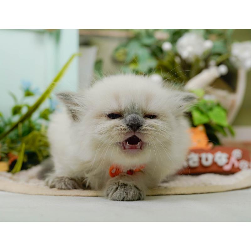販売中の神奈川県のラガマフィン-128019の4枚目