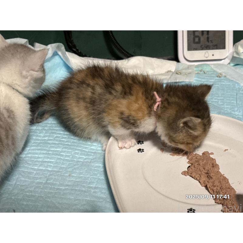 販売中の愛知県のミヌエット(短足)-127877の8枚目