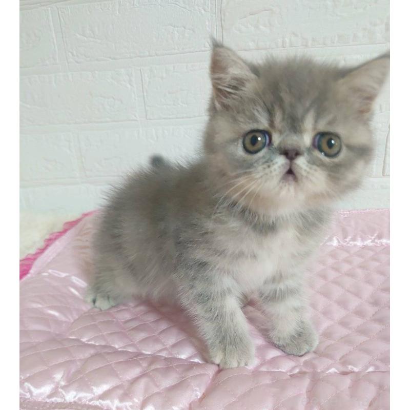 販売中の岡山県のエキゾチックショートヘア-127876の3枚目