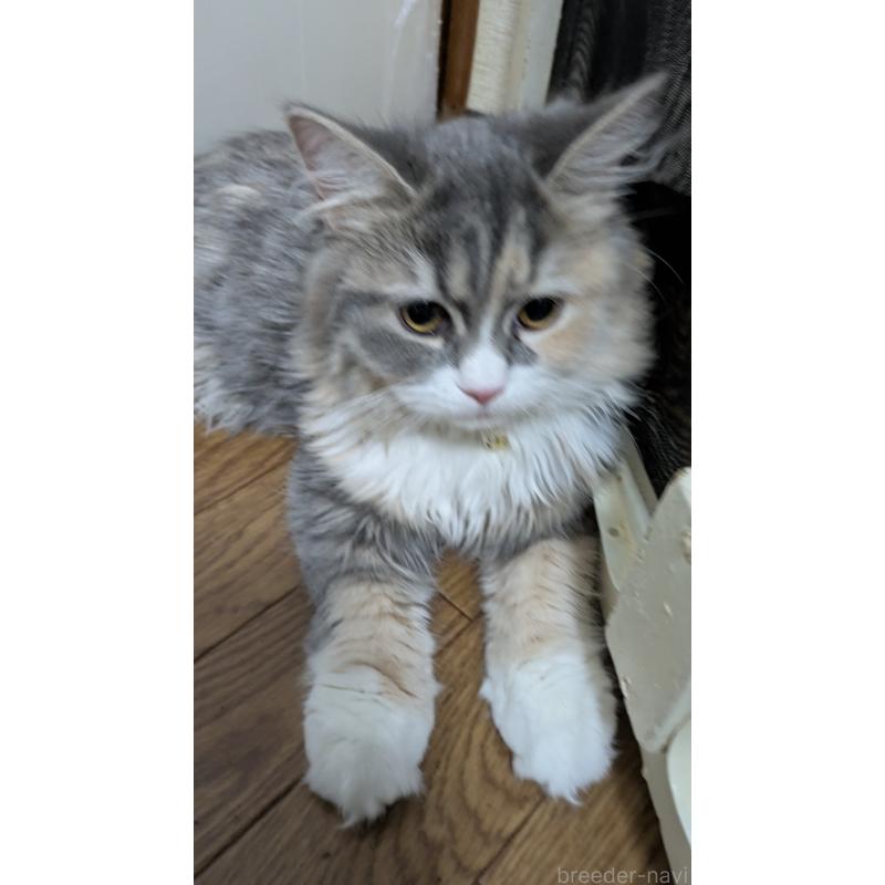 成約済の大阪府のミヌエット-120051の8枚目