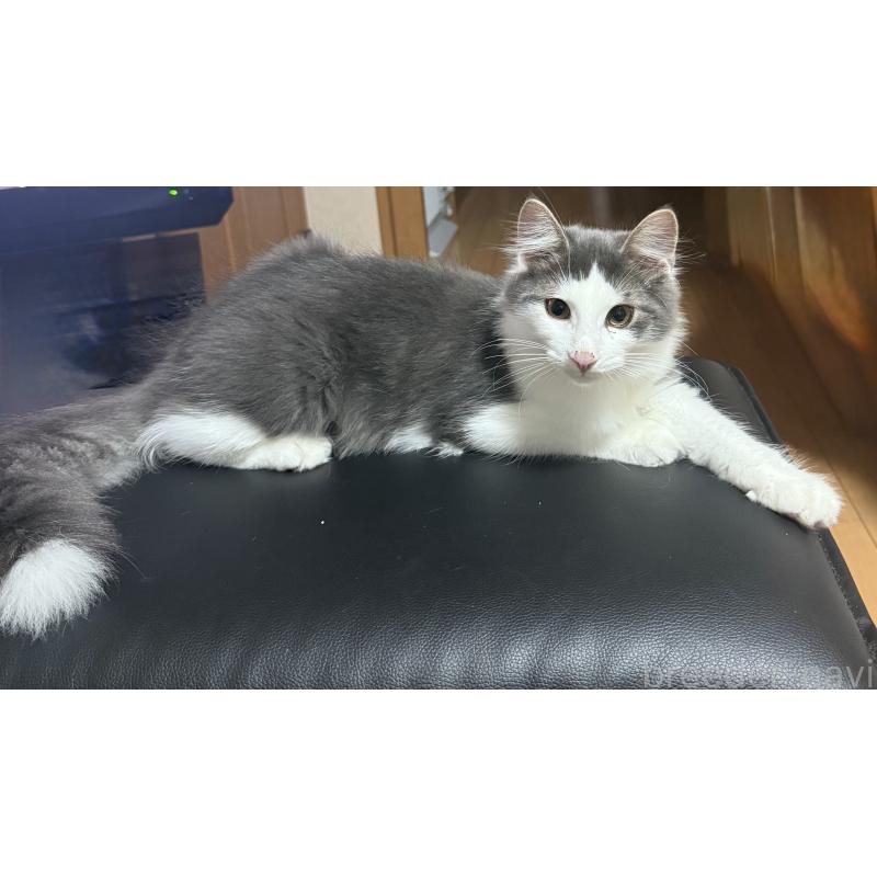 成約済の東京都のノルウェージャンフォレストキャット-120076の3枚目