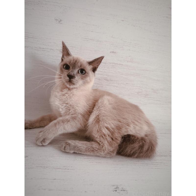 販売中の長野県のトイボブ-123009の6枚目