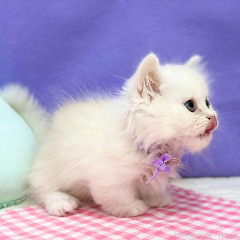 販売中の神奈川県のミヌエット(短足)-127900の5枚目