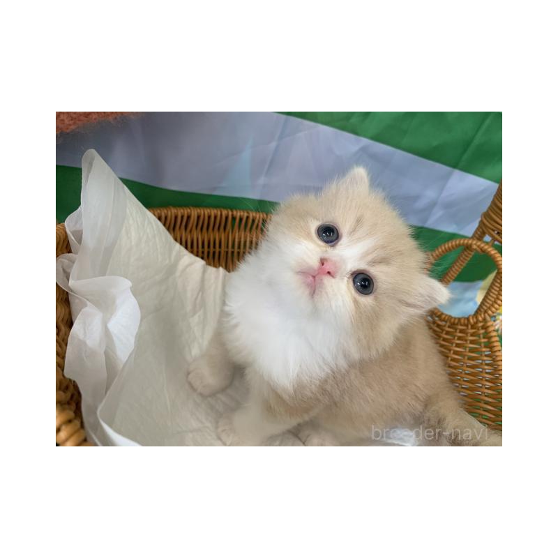 販売中の大阪府のマンチカン-127902の2枚目