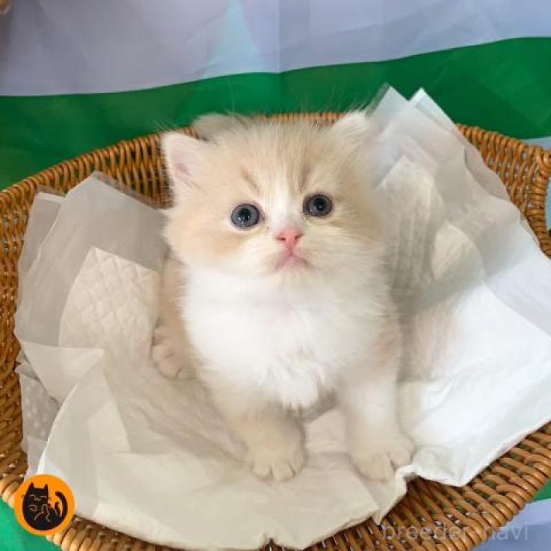 販売中の大阪府のマンチカン-127902