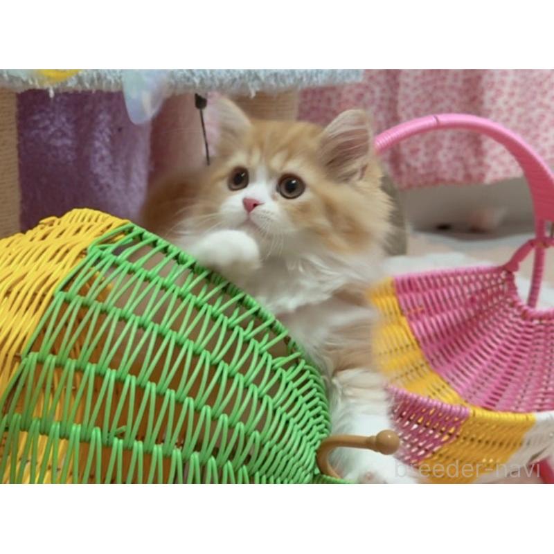 販売中の愛媛県のスコティッシュフォールド-127910の5枚目