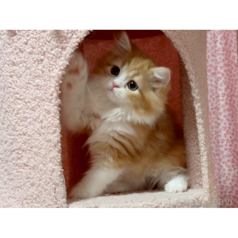 販売中の愛媛県のスコティッシュフォールド-127910の3枚目