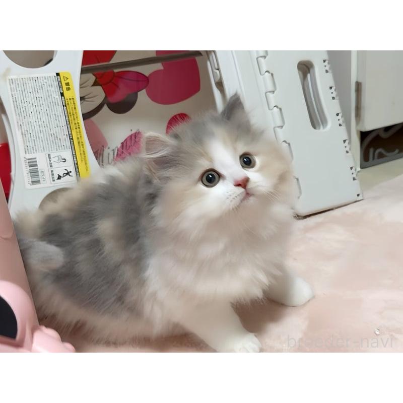 販売中の愛媛県のマンチカン-127911の5枚目