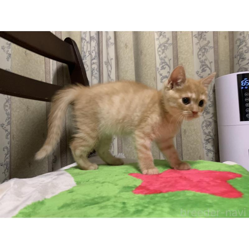 販売中の千葉県のミヌエット-127913の6枚目