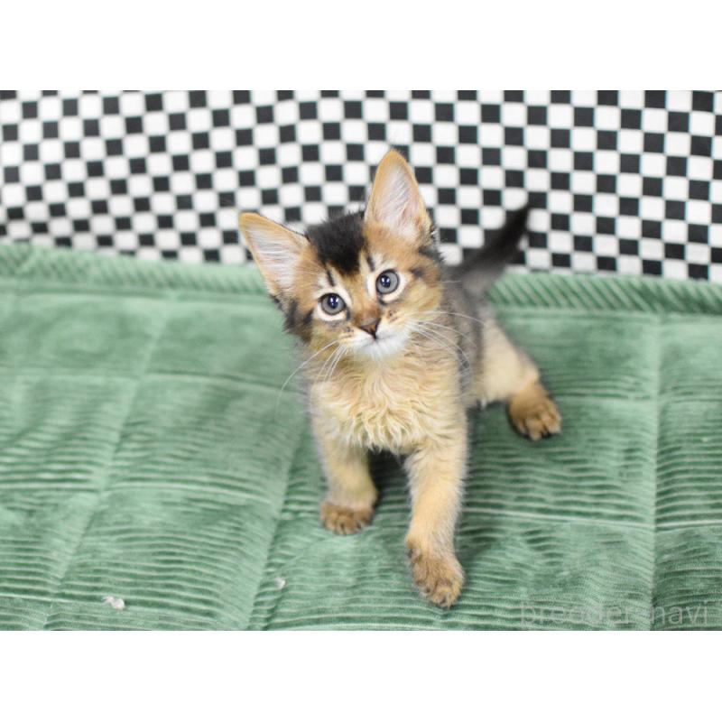 販売中の大阪府のソマリ-127923の2枚目