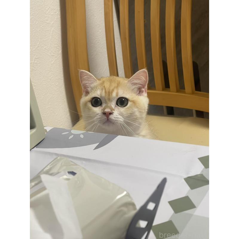 成約済の神奈川県のブリティッシュショートヘア-126871の2枚目