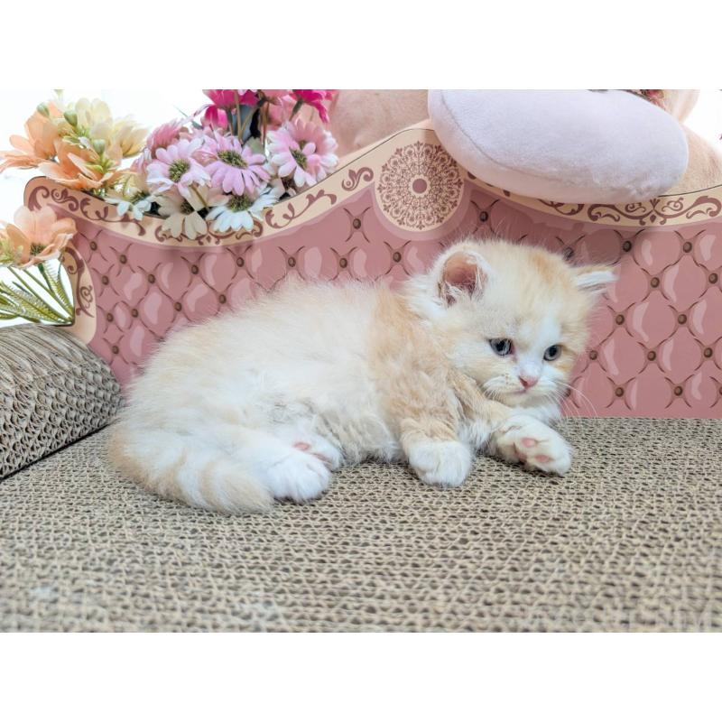 販売中の岩手県のミヌエット(短足)-127936の2枚目