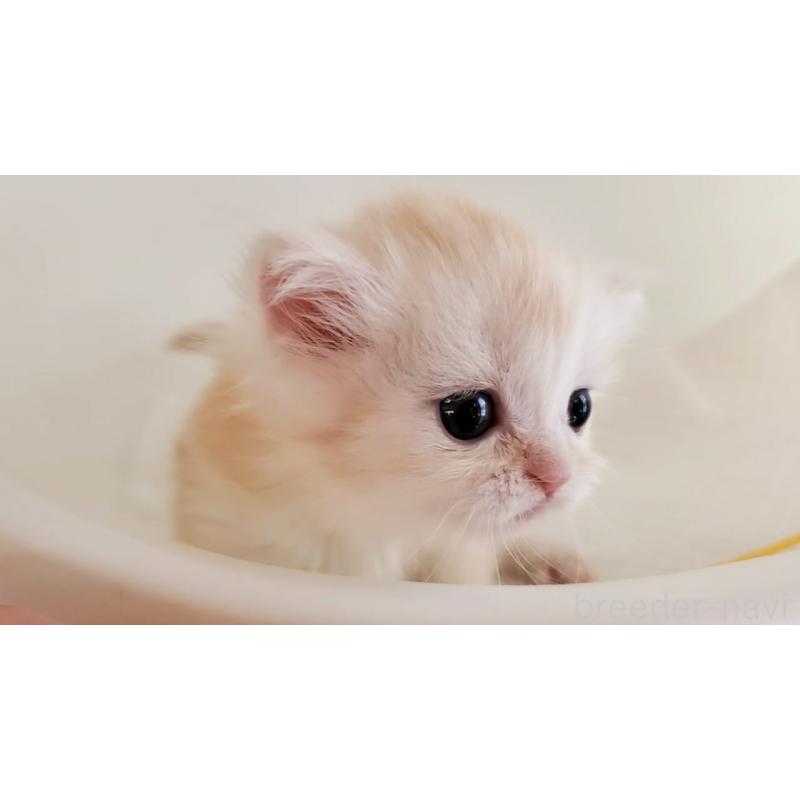 販売中の大阪府のマンチカン-127944の7枚目