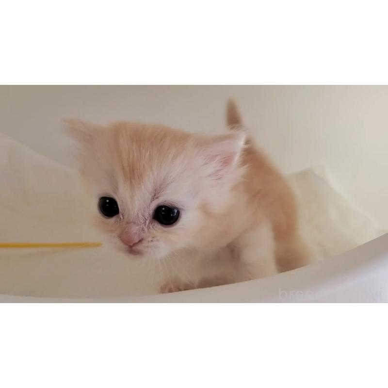 販売中の大阪府のマンチカン-127944の5枚目
