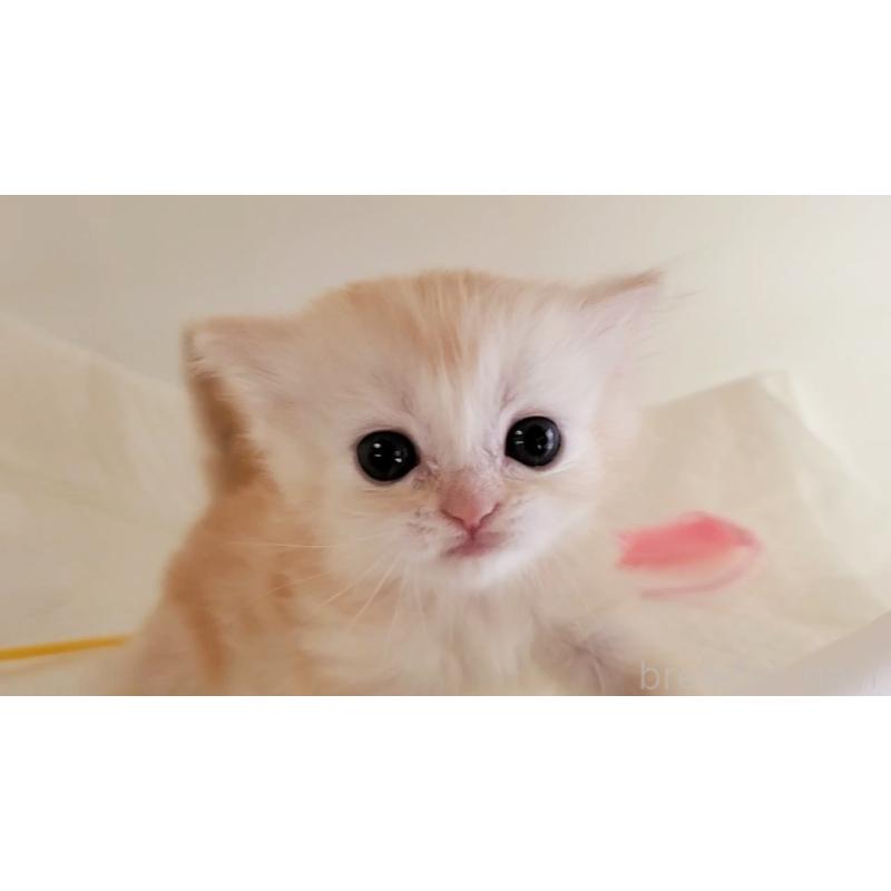 販売中の大阪府のマンチカン-127944の4枚目