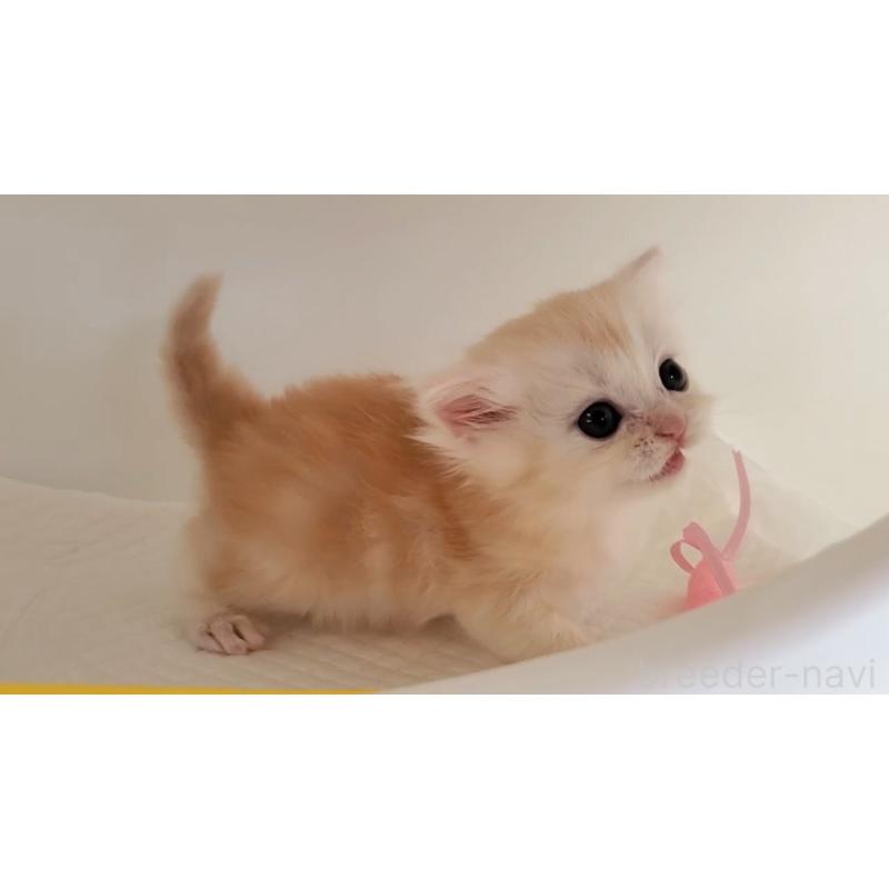 販売中の大阪府のマンチカン-127944の3枚目