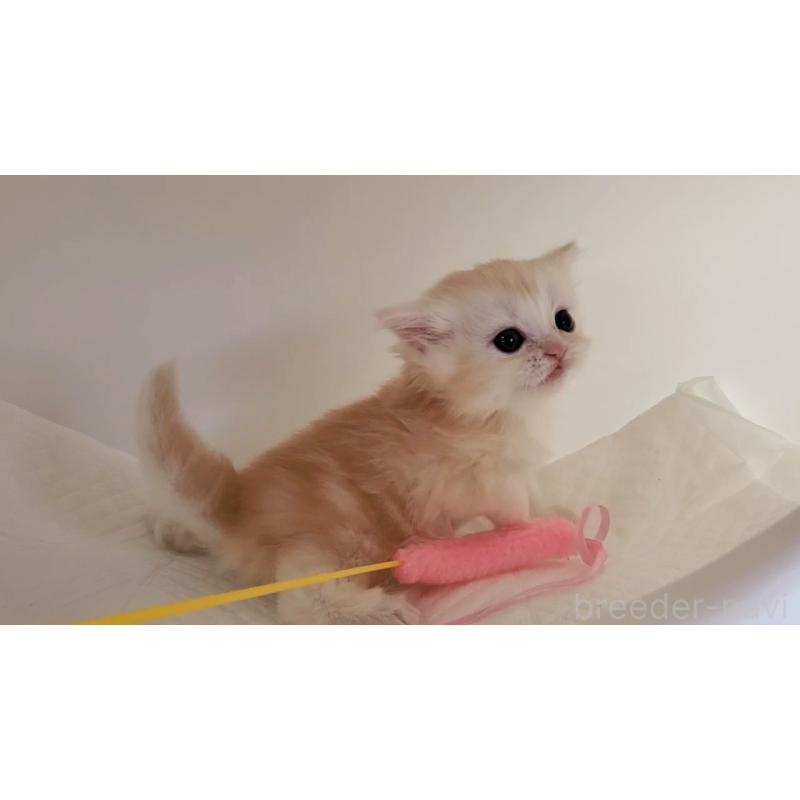 販売中の大阪府のマンチカン-127944の2枚目