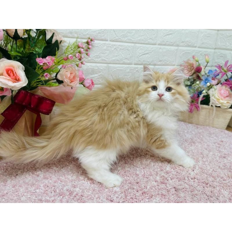 販売中の東京都のラガマフィン-127947の5枚目