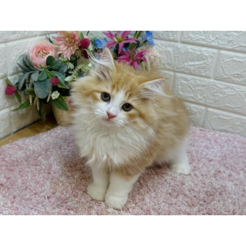 販売中の東京都のラガマフィン-127947の4枚目