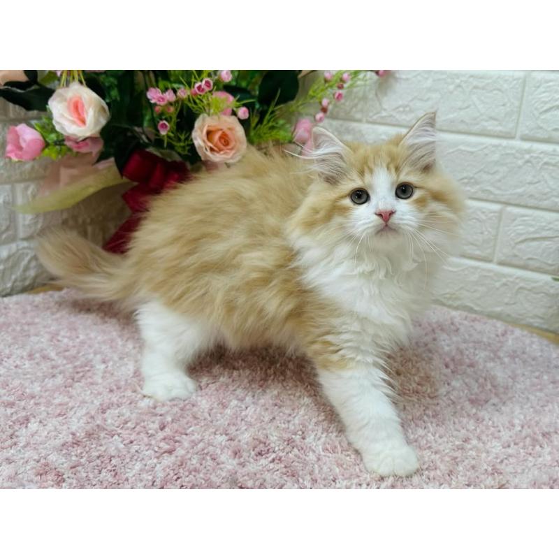 販売中の東京都のラガマフィン-127947の3枚目