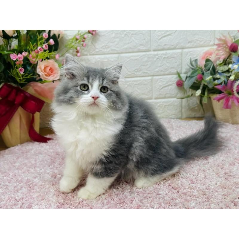 販売中の東京都のラガマフィン-127948の6枚目