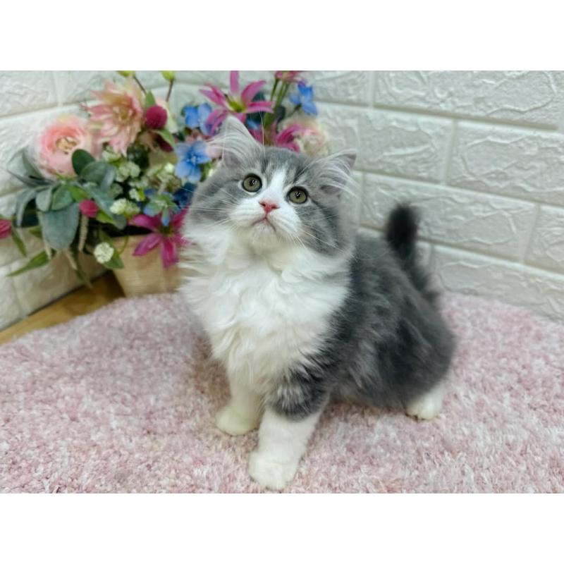 販売中の東京都のラガマフィン-127948の5枚目