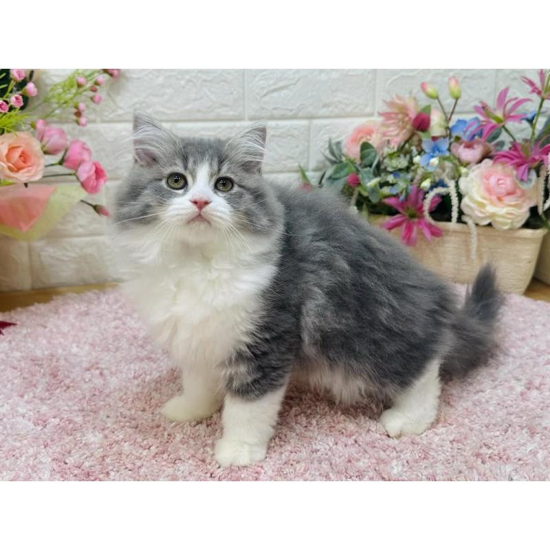 販売中の東京都のラガマフィン-127948の4枚目