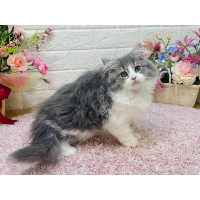 販売中の東京都のラガマフィン-127948の3枚目