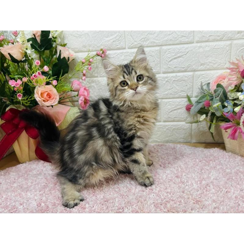 販売中の東京都のラガマフィン-127950の3枚目