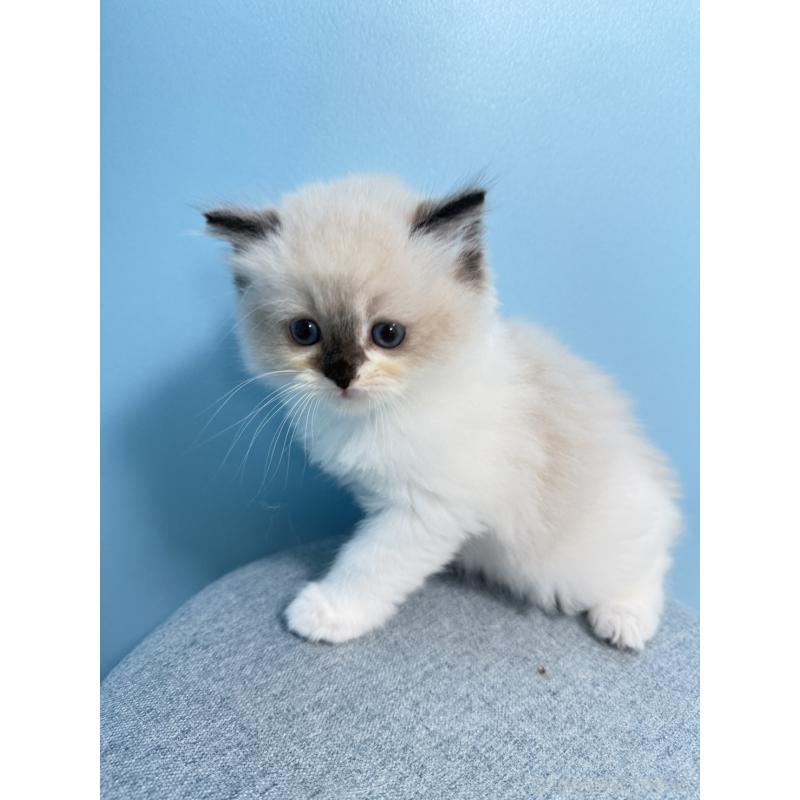 販売中の東京都のラグドール-127955の3枚目