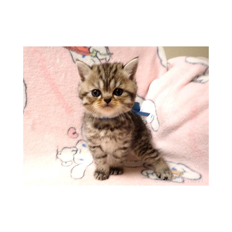 販売中の広島県のミヌエット-127956の2枚目
