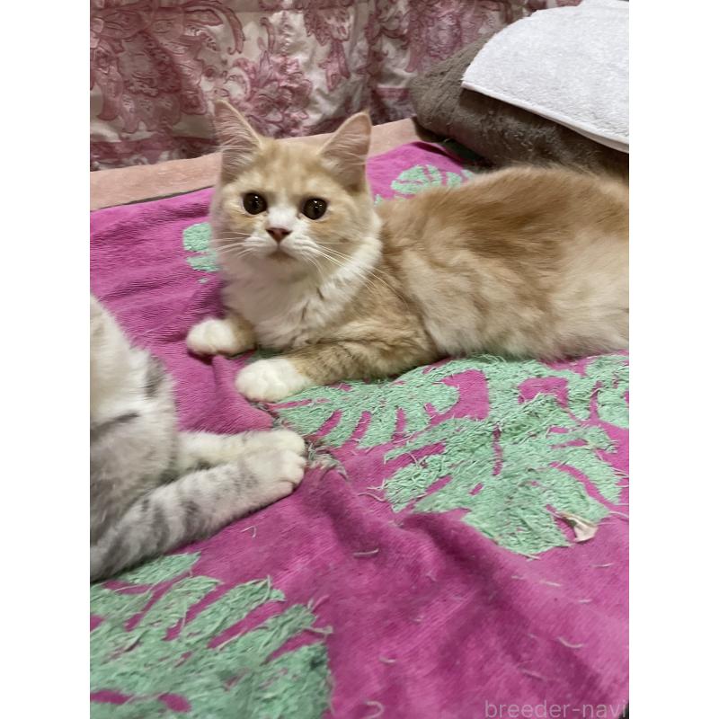 成約済の愛知県のフォールデックス-119914の3枚目