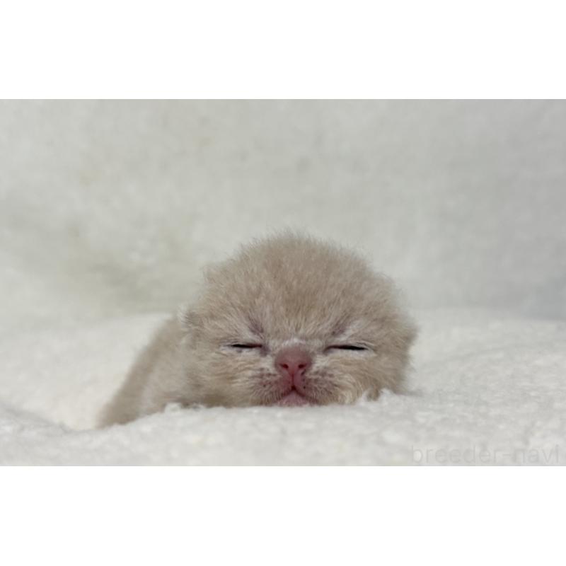 販売中の岐阜県のエキゾチックショートヘア-127973の6枚目