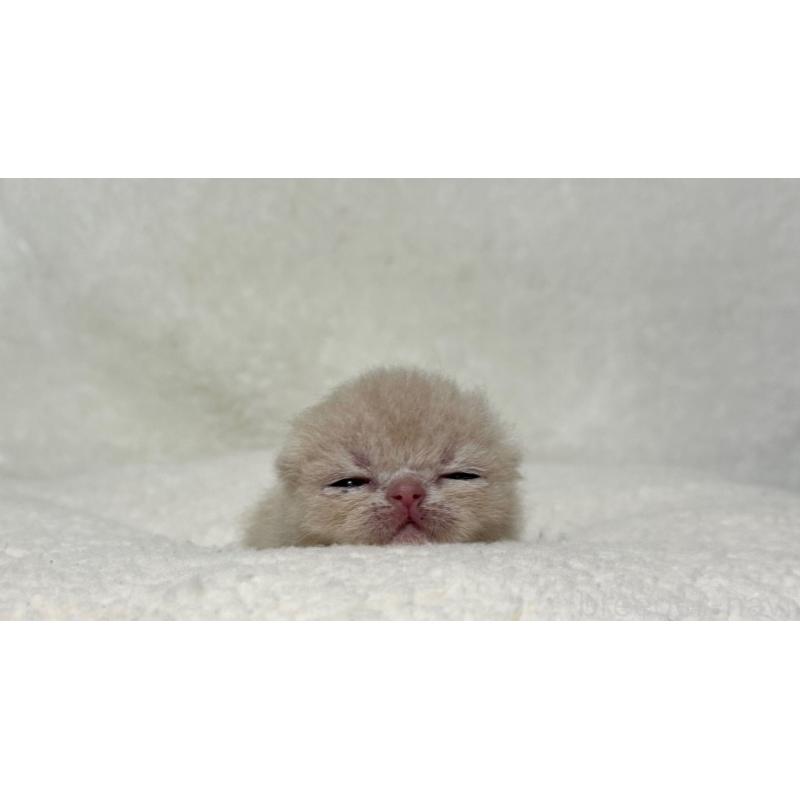 販売中の岐阜県のエキゾチックショートヘア-127973の5枚目