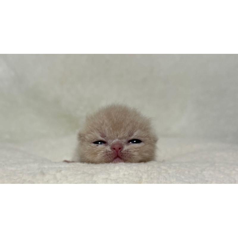 販売中の岐阜県のエキゾチックショートヘア-127973の4枚目
