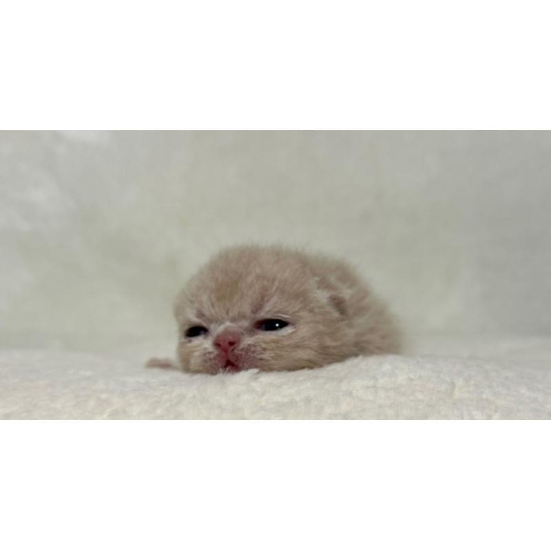販売中の岐阜県のエキゾチックショートヘア-127973の3枚目