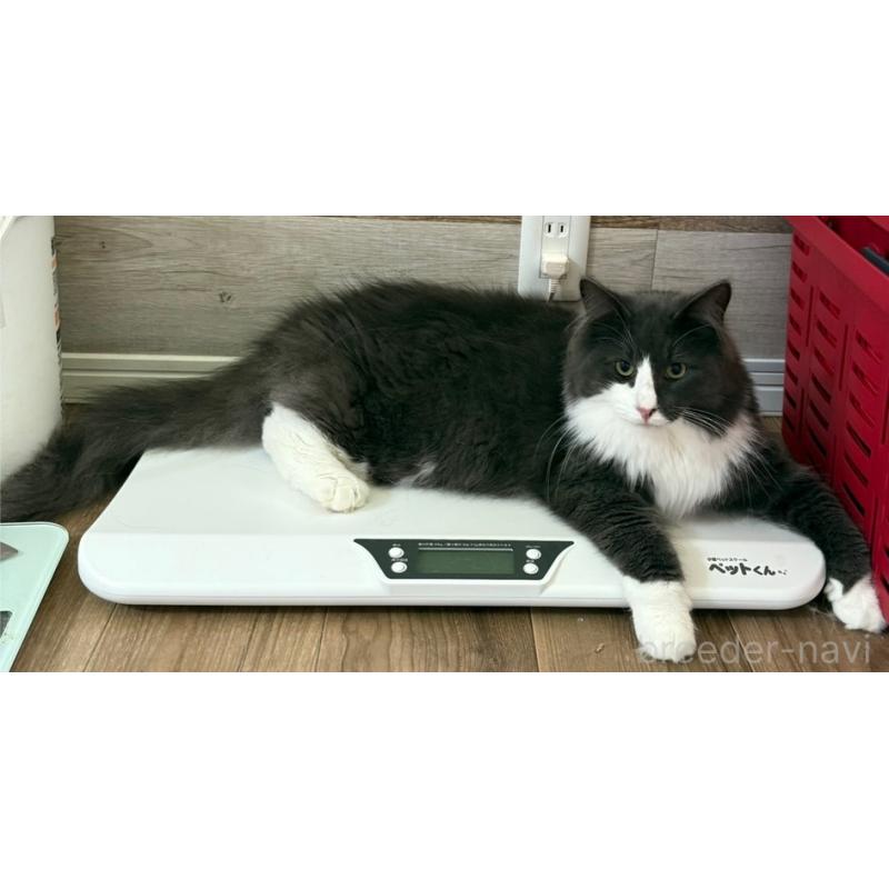 販売中の滋賀県のノルウェージャンフォレストキャット-90789の2枚目
